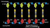 DNA transcription, animation