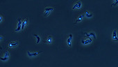 Trypanosoma brucei parasites