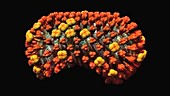 Flu virus, animation