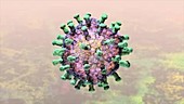 Rotavirus particle, animation