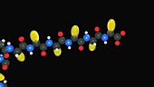 Protein folding, animation