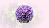 Human papilioma virus, animation