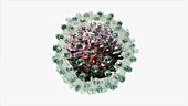 Hepatitis B virus, animation