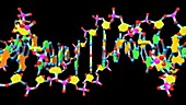 DNA molecule, animation