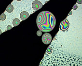 Soap film, light micrograph