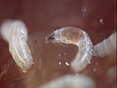 House fly larvae