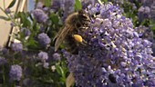 Honey bee feeding