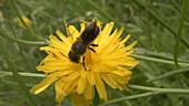 Honey bee feeding