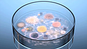 Bacteria in a petri dish, animation