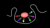 Polypeptide enzyme