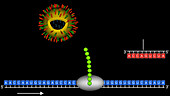 Antisense oligonucleotide, animation