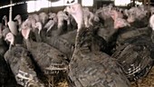 Turkey farm timelapse