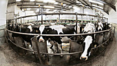 Rotary milking parlour, timelapse