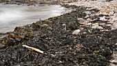 Tide pushing seaweed, timelapse