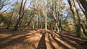Beech forest shadows, timelapse