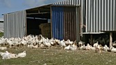 Chicken farm, timelapse