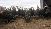 Organic turkey farm, timelapse