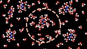 Red blood cells in hypertonic solution