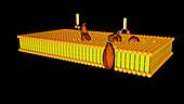 Lectin cross-linking, animation