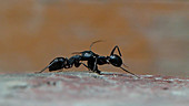 Common black Indian ant