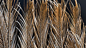 Falcon wing feather, SEM