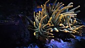 Sea anemone fluorescence