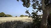 Tide coming in to mangroves, timelapse