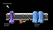 Stimulatory G protein, animation