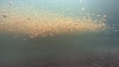 Jellyfish Lake, timelapse