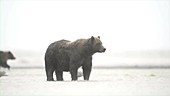 Grizzly bear in water