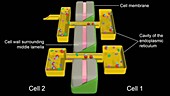 Cell transport function of plasmodesmata
