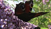 Peacock butterfly on Buddleja