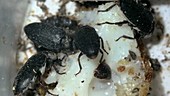 Leather beetles