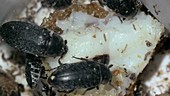 Leather beetles