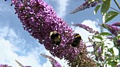 Bumblebees on Buddleja