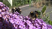 Bumblebees on Buddleja
