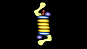 Breakdown of misfolded proteins, animation