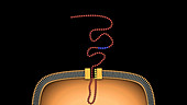 Insertion of a transmembrane protein