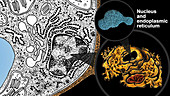 Plant cell organelles