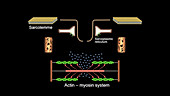 Muscle contraction and calcium ions