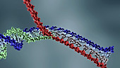 DNA strand displacement