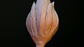 Flax flower bud, SEM