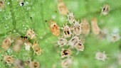 Spider mites reproducing