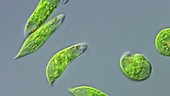 Euglena algae, moving and resting