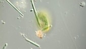 Nassula ciliate feeding