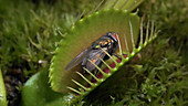Venus flytrap catching a fly