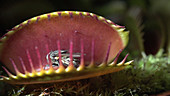 Venus flytrap catching a fly