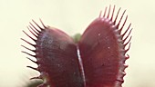 Venus flytrap trap