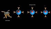 B cell activation, animation