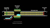 DNA transcription mechanism